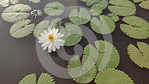 White lily in a pond