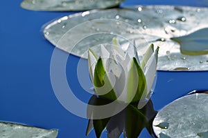 White Lily in a pond