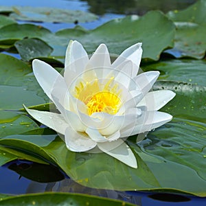 White Lily in a pond