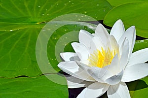 White Lily in the pond.