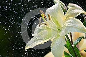 White lily in rain