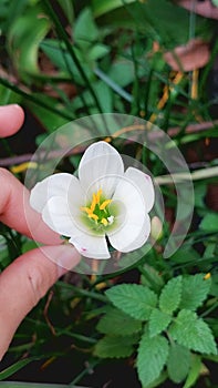 White Lily  Spathiphyllum 