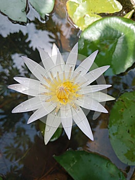 White lily in srilanka beautiful flower .