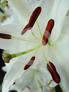 White lily stamens and pistil