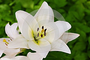 White lily