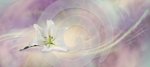 Beautiful White Lily Flowing Background photo