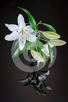 White lily in transparent vase, reflected on black glass background - vertical. Lilium Navona is an Asiatic lily hybrid variety