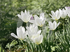 White lily tulips bloom, floral background