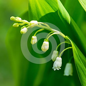 White Lily of the valley flower on background of green leaves on a Sunny spring morning