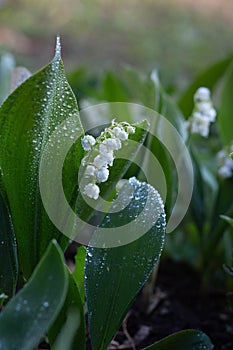 white Lily of the valley flowers in the garden, spring, close-up