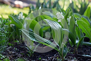 white Lily of the valley flowers in the garden, spring, close-up