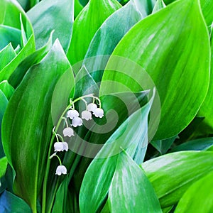 White lily of the valley flowers on green leaves blurred background close up, may lily flower macro, Convallaria majalis in bloom