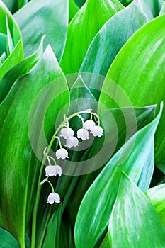 White lily of the valley flowers on green leaves blurred background close up, may lily flower macro, Convallaria majalis in bloom