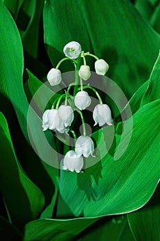 White lily of the Valley flowers Latin: Convallaria majalis with tiny bells  on a background of green leaves. Close-up of a