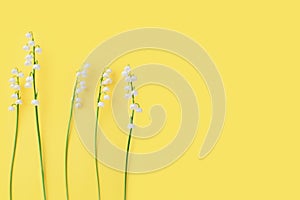 White lily of the valley flowers on yellow background closeup, delicate may lily flower, convallaria majalis, spring floral frame