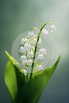 White lily of the Valley and ladybird closeup 1690445848609 2