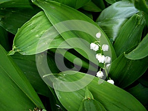 White lily of the valley photo