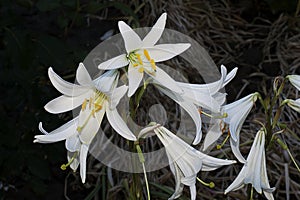 White lilys