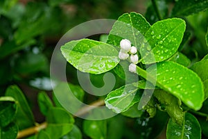 White lime blossom on tree in the farm