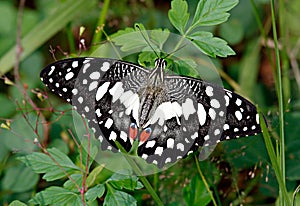 White lime butterfly or Papilio demoleus in green grass