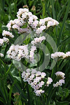 White Limonium flowers for cutting