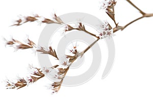 White limonium flowers isolated