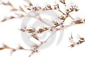 White limonium flowers isolated