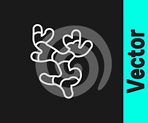 White line Ginger root icon isolated on black background. Vector