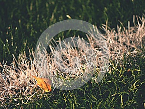 White line marks painted on artificial green turf background. Playfield border.