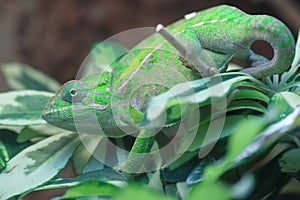 White-lined chameleon