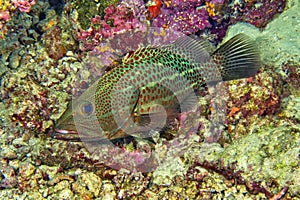 White-lined Grouper, South Ari Atoll, Maldives