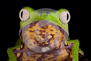 White-lined leaf frog Phyllomedusa vaillantii