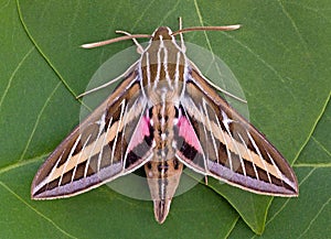 White-lined Sphinx photo