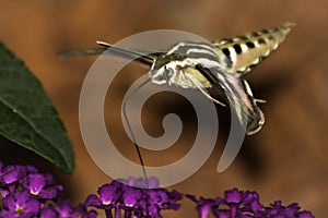 White-Lined Sphinx Hummingbird Moth