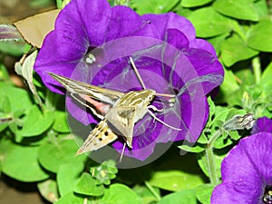 White-lined Sphinx Hyles lineata