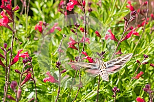 White Lined Sphinx Moth