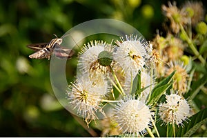 White-lined sphinx moth hovering while feeding from a snowball b