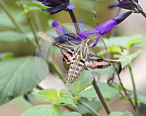 White-Lined Sphinx Moth Hyles Lineata Hovering At Purple Salvia