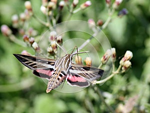 White-lined Sphynx Moth in Mexico