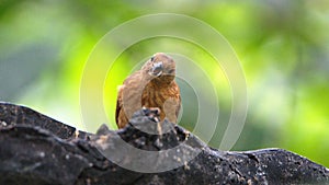 White-lined tanager