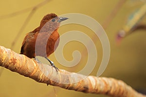 White-lined tanager