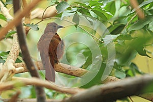 White-lined tanager photo