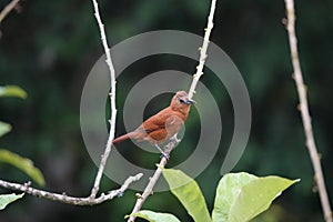 White-lined tanager female at Asa Wright In Trinidad and Tobago