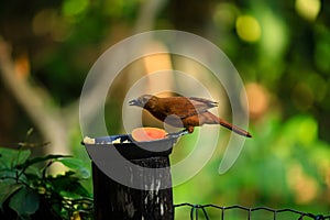 White lined tanager female on a birdfeeder.