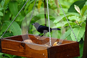 White-lined tanager male at Asa Wright In Trinidad and Tobago