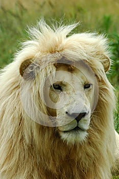 White lion photo