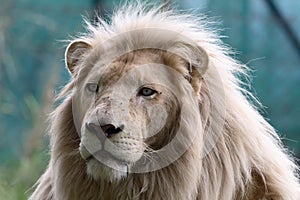 White lion