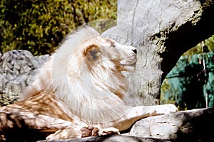 White lion