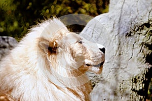 White lion