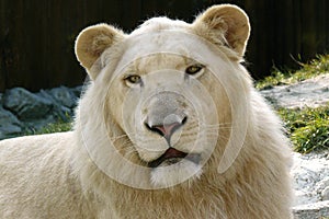 White Lion